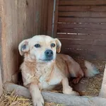 Rescued dog 37