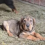 Rescued dog 38