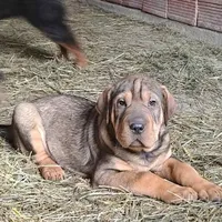 Rescued dog 38