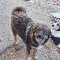 Rescued dog 39