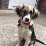 Rescued dog 40