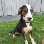 Rescued dog 41