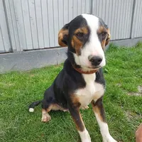 Rescued dog 41