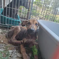 Rescued dog 43