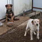 Rescued dog 44