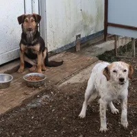 Rescued dog 44