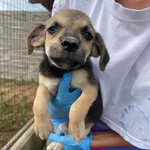 Rescued dog 45
