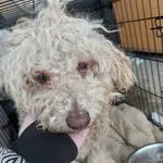 Rescued dog 46