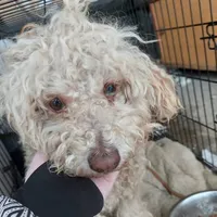 Rescued dog 46
