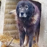 Rescued dog 47