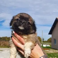 Rescued dog 48