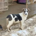 Rescued dog 49