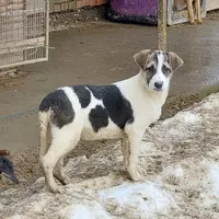Rescued dog 49