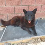 Rescued dog 50