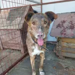 Rescued dog 51