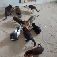 Rescued dog 52