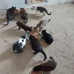 Rescued dog 52