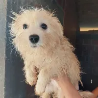 Rescued dog 53