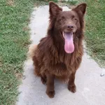 Rescued dog 54