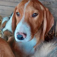 Rescued dog 57