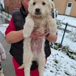 Rescued dog 58