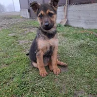 Rescued dog 59