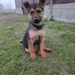 Rescued dog 59