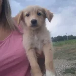 Rescued dog 60
