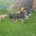Rescued dog 61