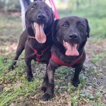 Rescued dog 62