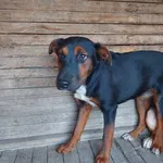 Rescued dog 63