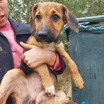 Rescued dog 64