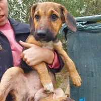 Rescued dog 64