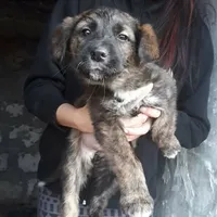 Rescued dog 65