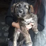 Rescued dog 65