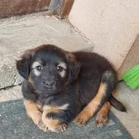 Rescued dog 66