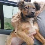 Rescued dog 67
