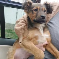 Rescued dog 67