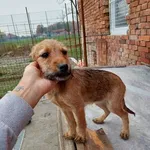 Rescued dog 68
