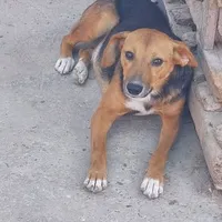 Rescued dog 69