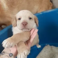 Rescued dog 70