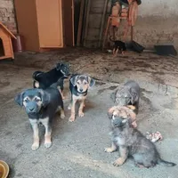 Rescued dog 71