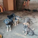 Rescued dog 71