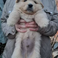 Rescued dog 72