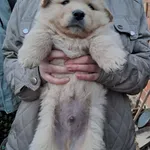 Rescued dog 72