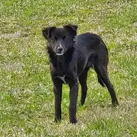 Rescued dog 73