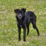 Rescued dog 73