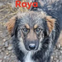 Rescued dog 74