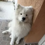 Rescued dog 75