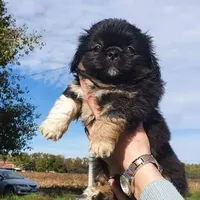 Rescued dog 76